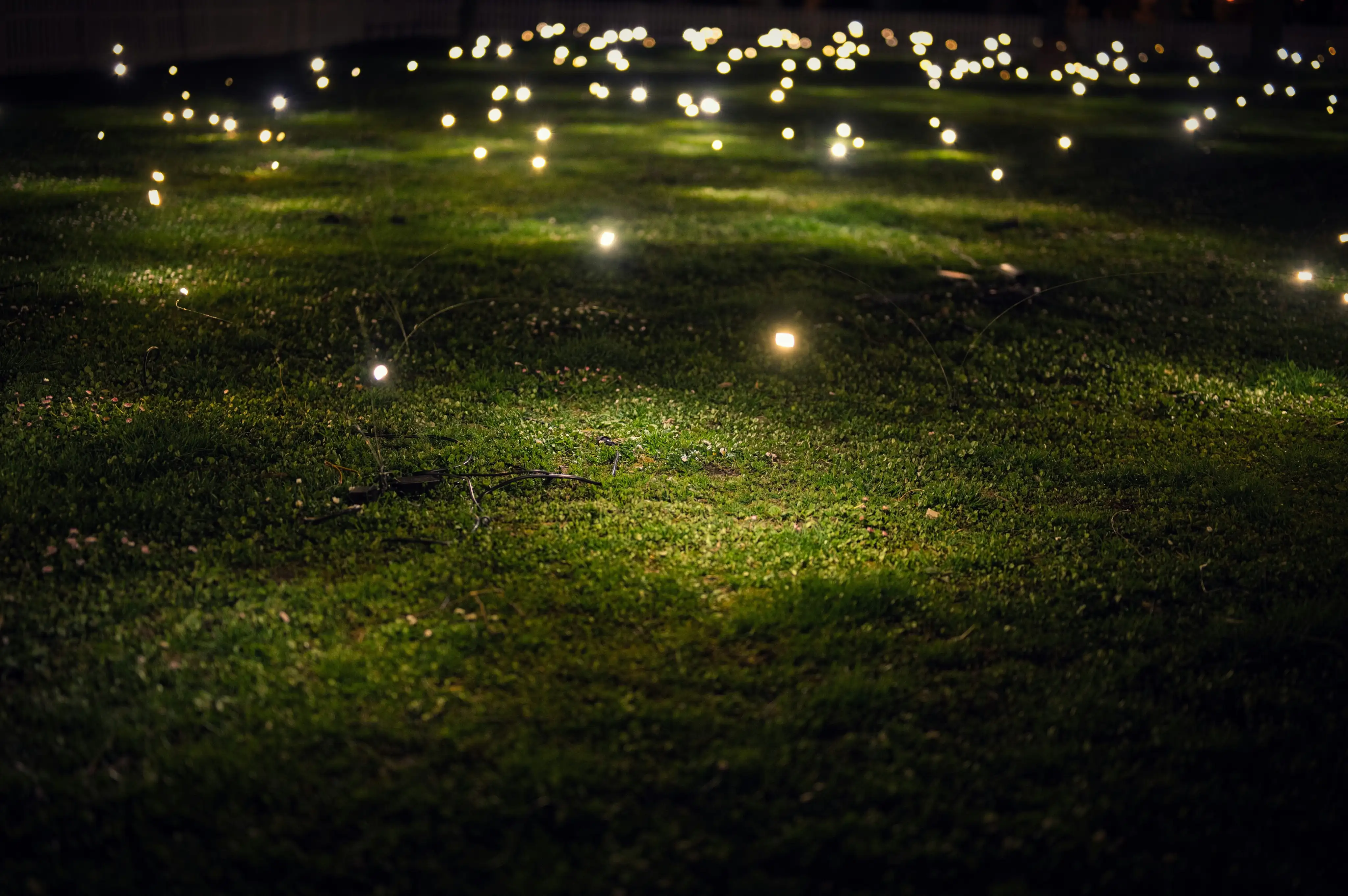  Scattered small lights illuminating expanse of grass.